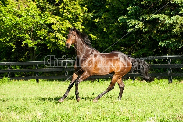 Bay Thoroughbred gelding