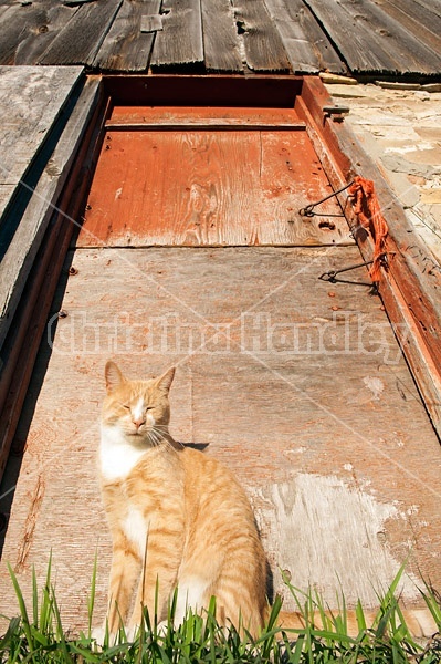 Orange barn cat sitting in front of red barn door