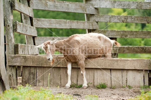 Goat in barn yard