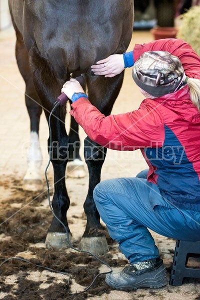 Woman clipping horse