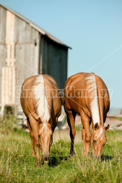 Palomino Quarter Horse