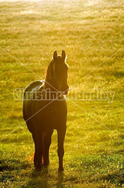 Friesian horse in a pasture field at sunset.
