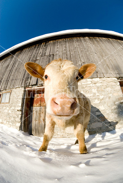 Looking up at beef cows standing in the snow