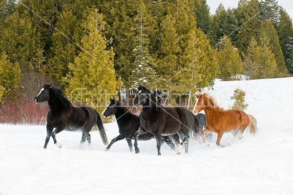 Herd of Rocky Mountain Horses Galloping in Snow