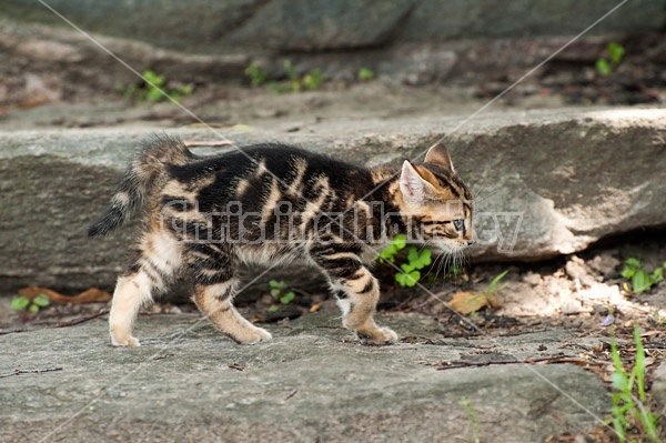 Young baby Calico kitten