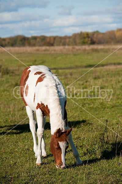 Portrait of young paint foal