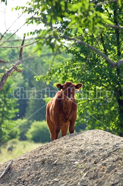 Beef calf standing on hill