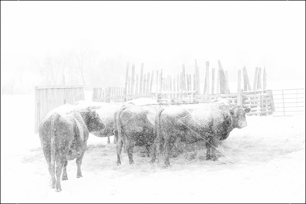 Cows in a snowstorm