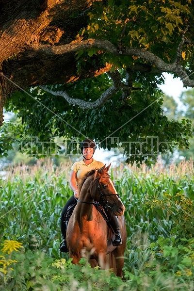 Young woman riding chestnut Thoroughbred horse.