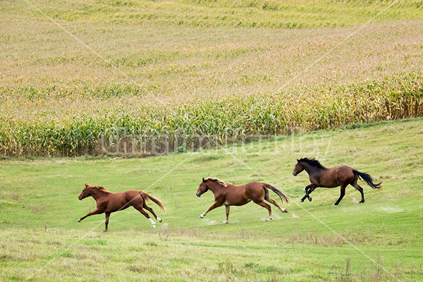 Horses galloping in field