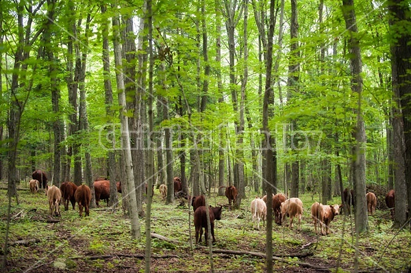 Beef Cattle in the Woods