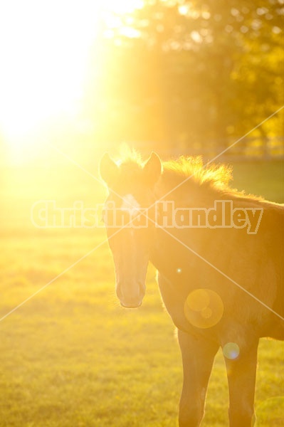 Quarter horse foal