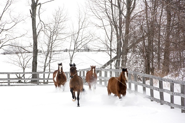 Horses running through deep snow