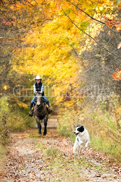 Young woman riding a Quarter Horse on trail