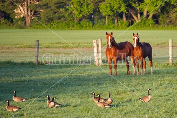 Two Belgian horses standing in a field watching a flock of Canada Geese