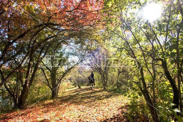 Woman horseback riding through magical forest with over hanging trees