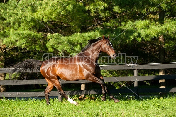 Thoroughbred gelding running around field