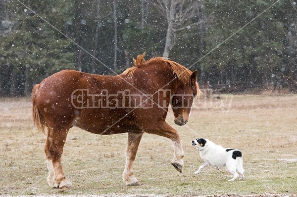 Belgian draft horse and farm dog having a showdown