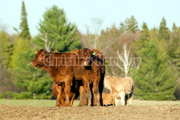 Beef Calves