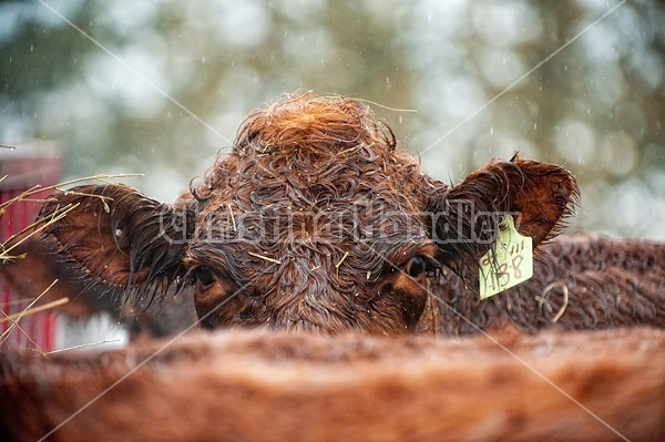 Beef Cow in the Rain