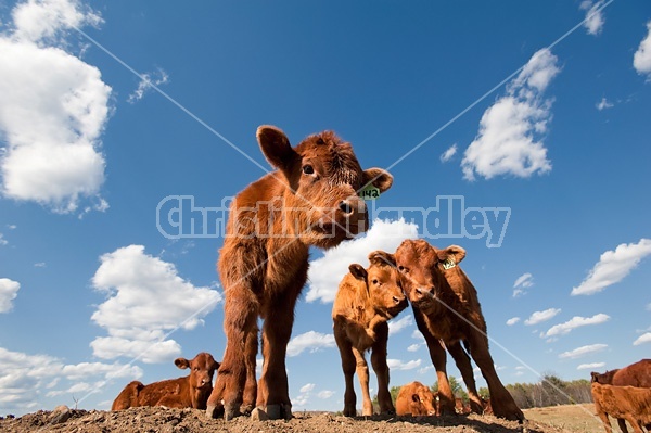 Beef calves standing on top of a dirt hill.