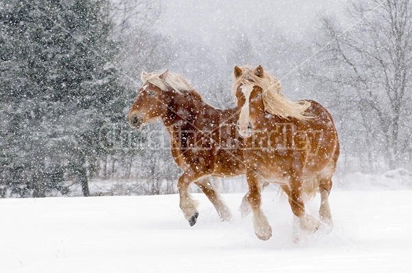 Belgian draft horses galloping in the snow.