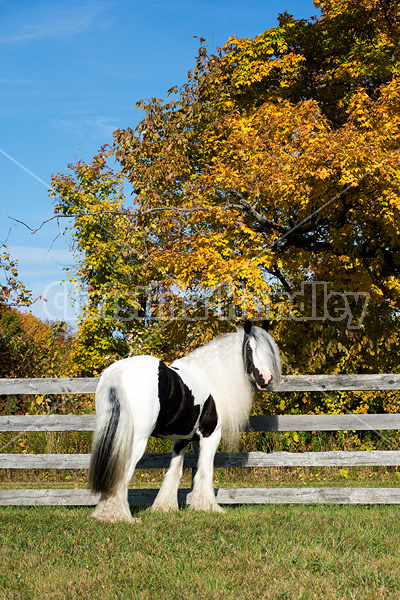 Gypsy Vanner horse