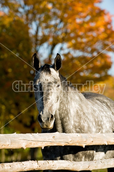 Dappled gray horse looking over rail fence