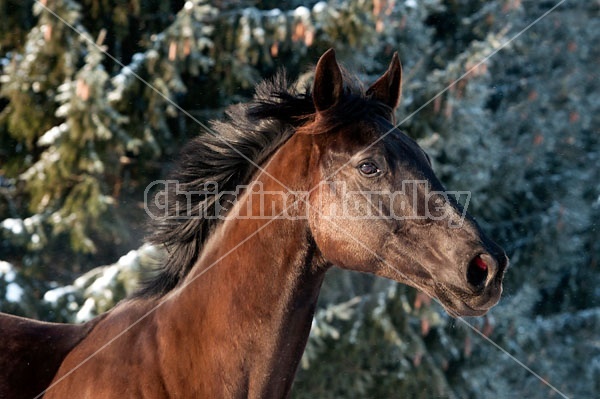 Portrait of a bay horse outside in the snow