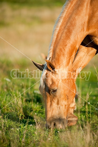 Palomino Quarter Horse