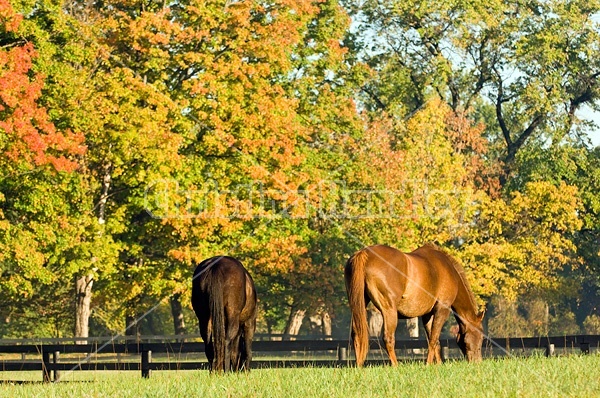 Two horses grazing on autumn pasture