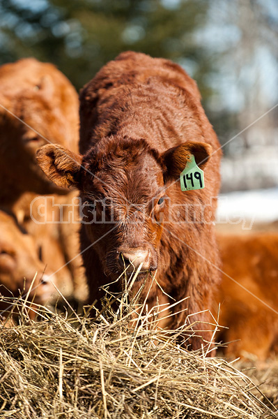 Beef calf eating hay