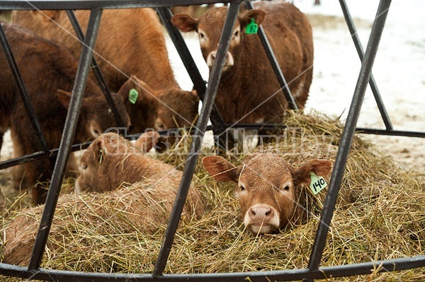 Young Beef Calves