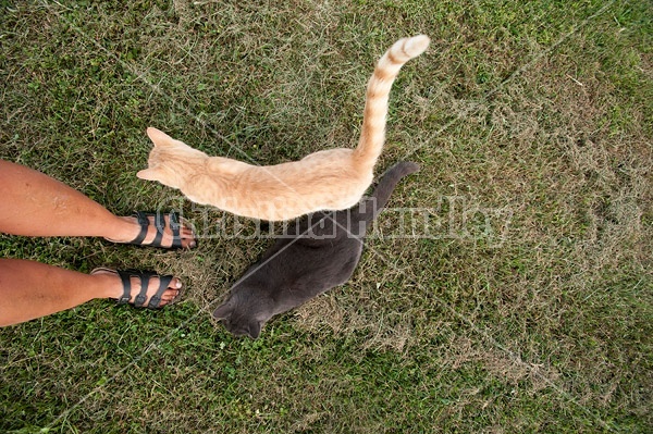 Two barn cats with womans feet