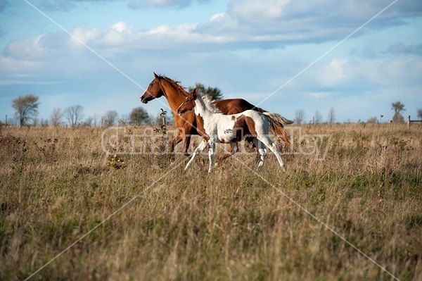 Mare and Paint foal 