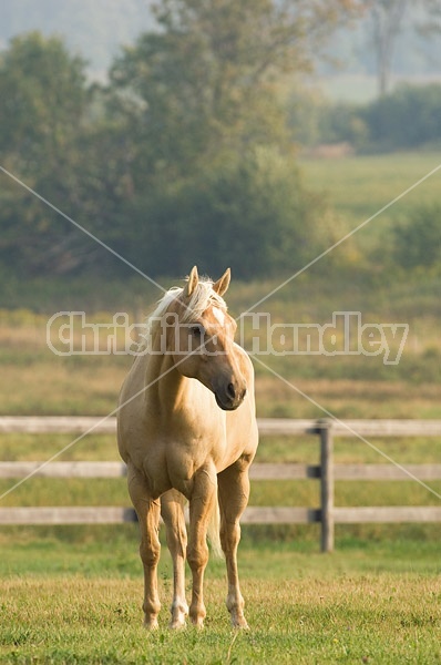 Palomino Quarter horse gelding