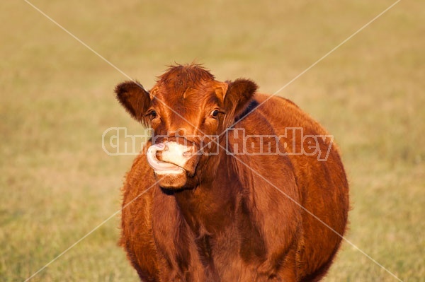Cow Licking Her Nose