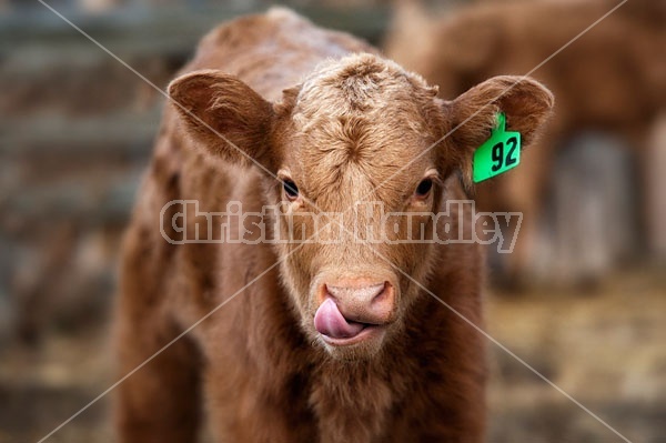 Young Beef Calf