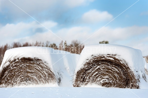 Round bales of hay covered in snow