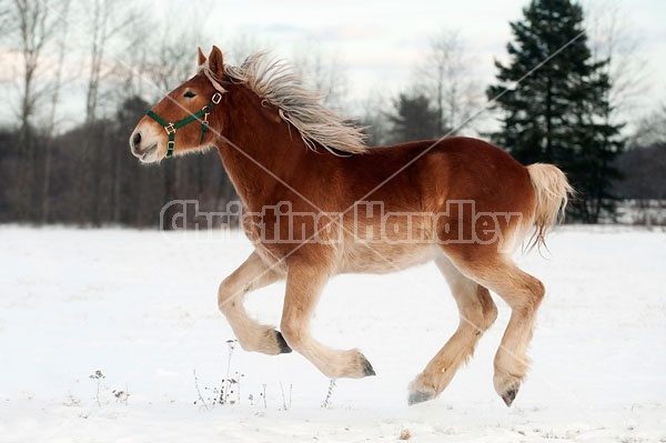 Yearling Belgian draft horse gelding