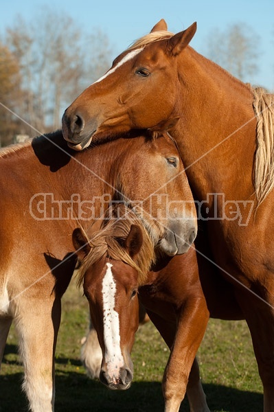 Horses interacting with each other in the spring of the year