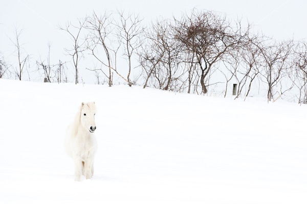 White Icelandic horse in deep snow