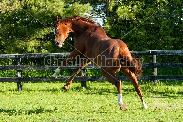 Thoroughbred horse running around paddock