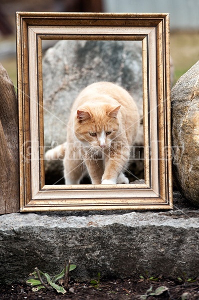 Looking at a cat through a picture frame that is sitting in the garden 