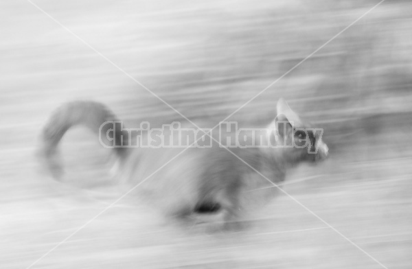 Cat running fast, blurred motion