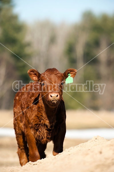 Young Beef calf