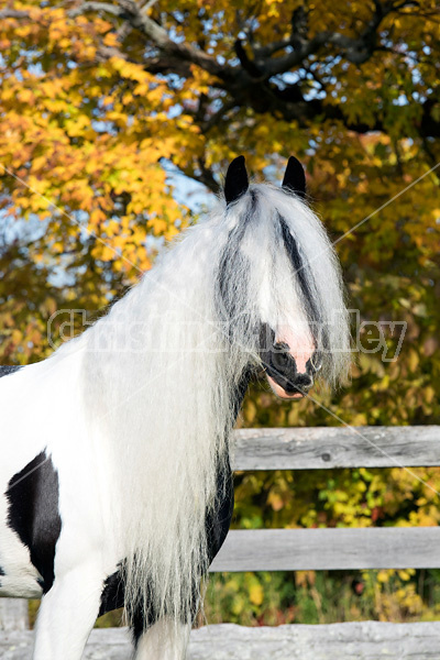 Gypsy Vanner horse