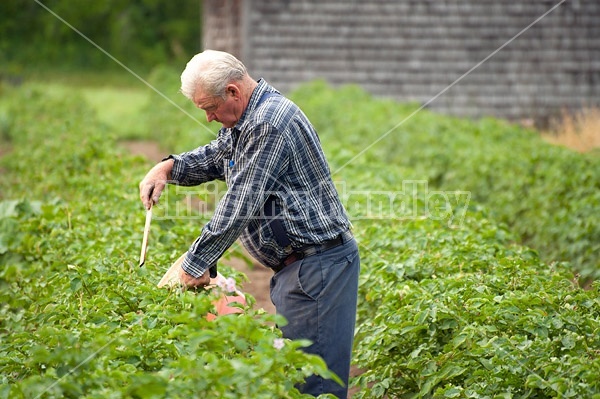 Farmer picking potato bugs off an organic crop of potato plants using a pail and a stick