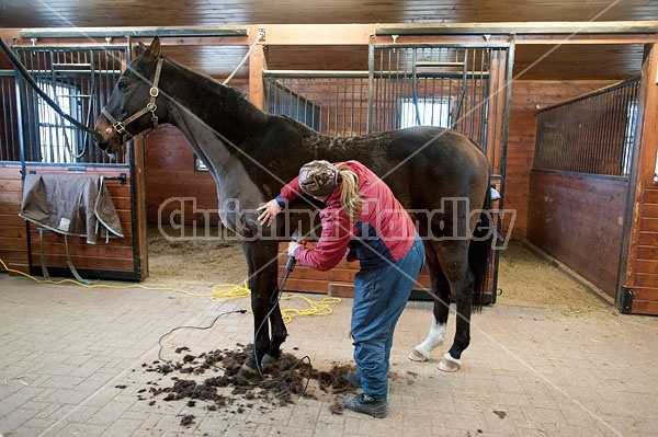 Woman clipping horse