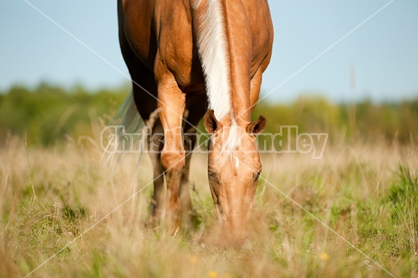 Palomino Quarter Horse